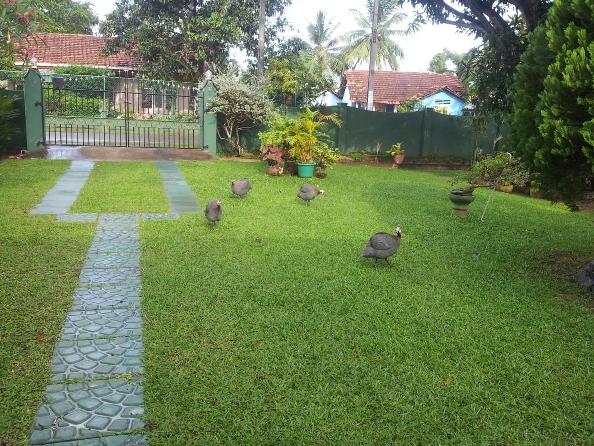 Mama'S Hostel By Taprobane Negombo Exterior photo
